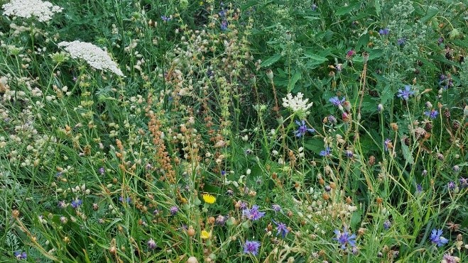 Erste Blumen